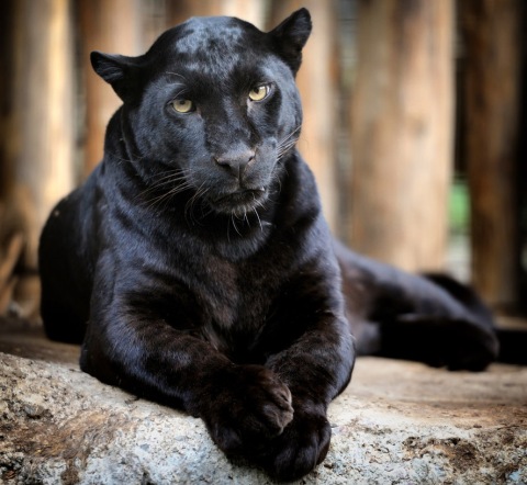 Ангел Иванов предложи черната котка пред общината да бъде представена като пума в бъдещия зоопарк 