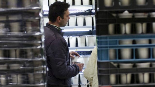 снимка: архив capital/ Различните разновидности кисели млека в зависимост от маслеността са над 200