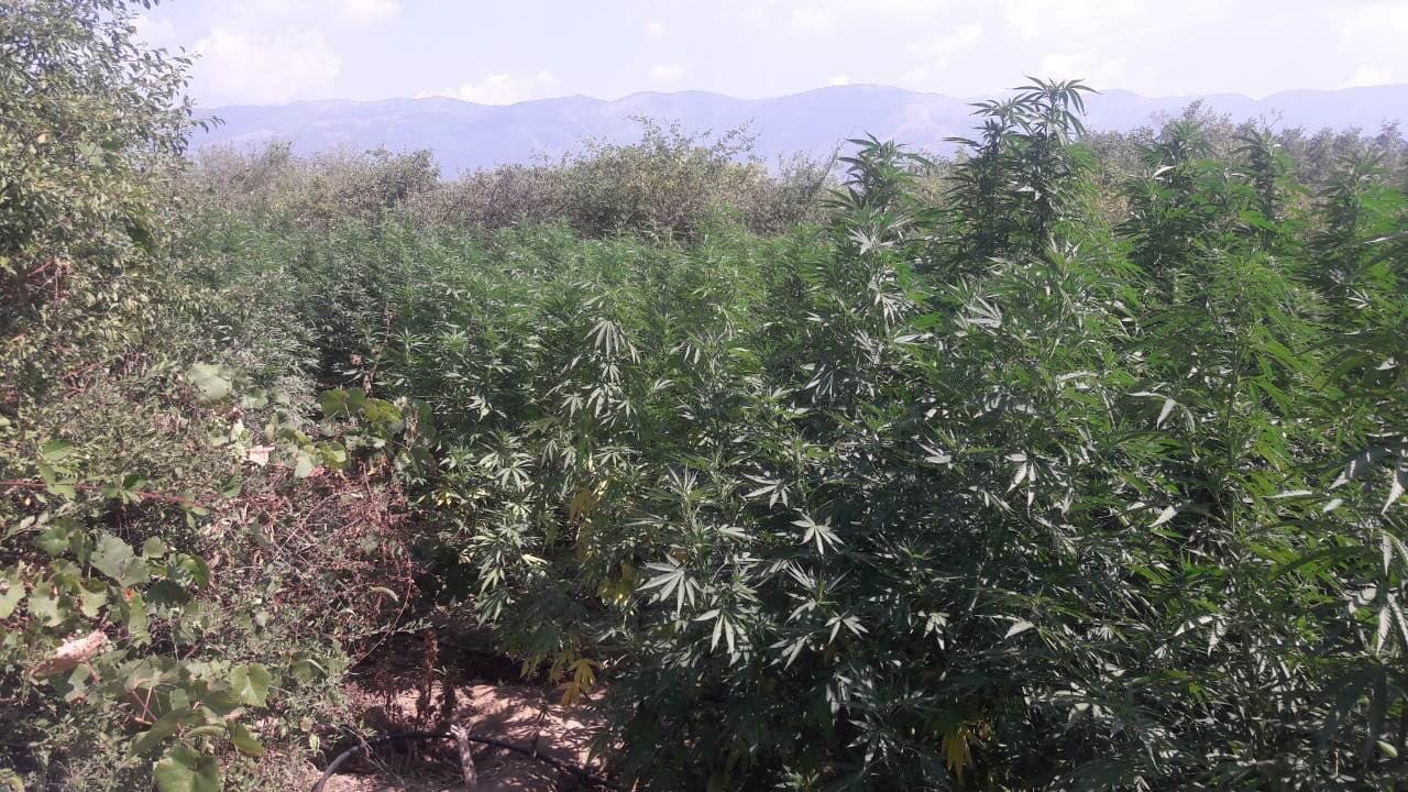 плантация марихуана
