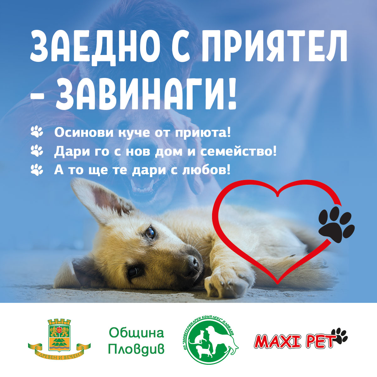 maxi pet осинови малка топка любов кампания