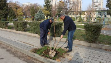 Залесяване Северен