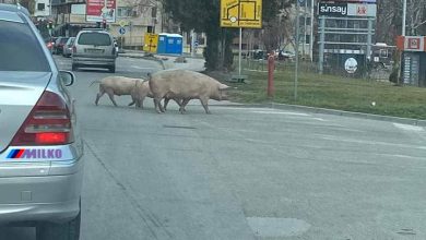 Дефилиращи прасета