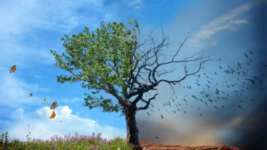 Международен ден за предотвратяване на експлоатацията на околната среда по време на война и въоръжени конфликти