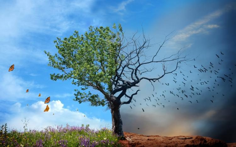 Международен ден за предотвратяване на експлоатацията на околната среда по време на война и въоръжени конфликти