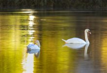 лебеди в марица
