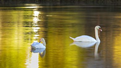 лебеди в марица