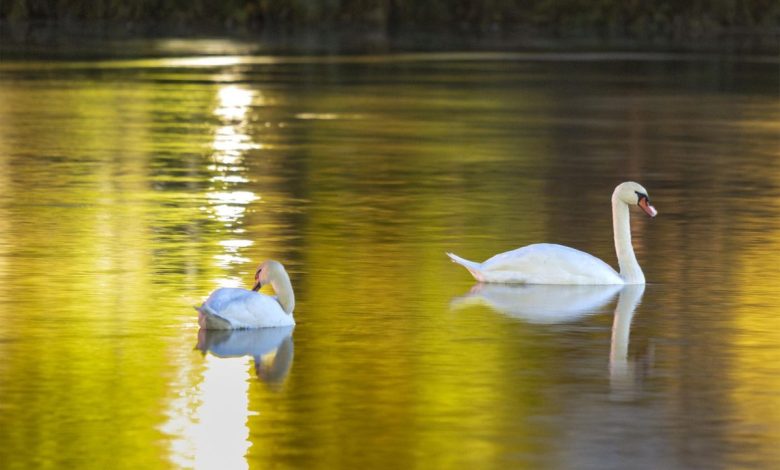 лебеди в марица