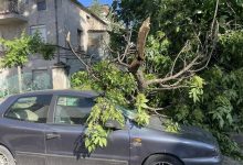 дърво върху кола съдийски