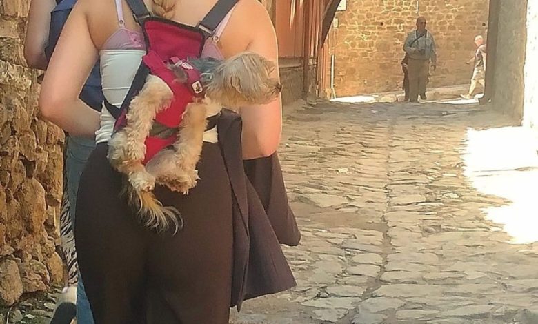 да разходим кучето из стария град